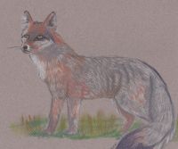 A grey fox looking at something